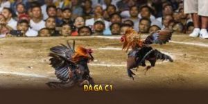 đá gà c1