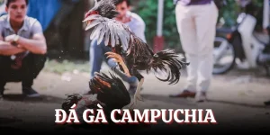 đá gà campuchia
