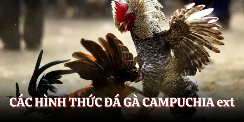 Các hình thức đá gà cần biết