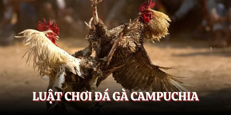 Luật chơi đá gà Campuchia