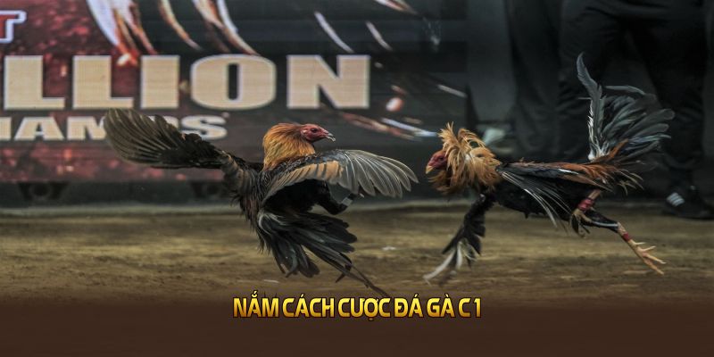 Nắm cách cược đá gà C1 để ưu lợi thế, kiểm soát ngân sách
