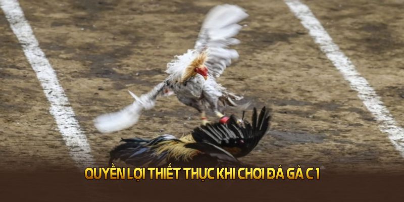 Quyền lợi thiết thực khi chơi đá gà C1 trên nền tảng