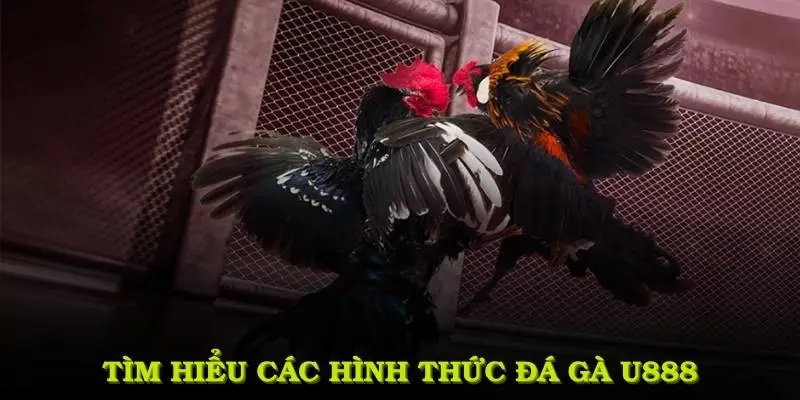 Tìm hiểu các hình thức đá gà U888 đang thu hút đông đảo thành viên